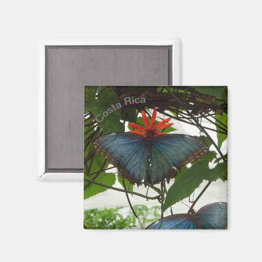 Bleu Morpho Papillons Poussière. Magnet (Recto/Verso)