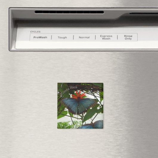 Bleu Morpho Papillons Poussière. Magnet (In Situ (Lave-vaisselle))