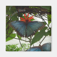 Bleu Morpho Papillons Poussière. Magnet