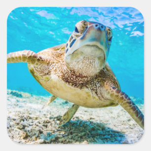 Bleu océan mer tortue face autocollant avant