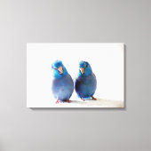 Bleu Oiseaux Pacifique Parrotlet Couple toile enve (Recto)
