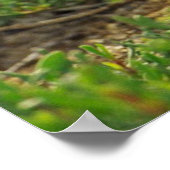 Bleu pieds Boobies poster pieds (Coin)