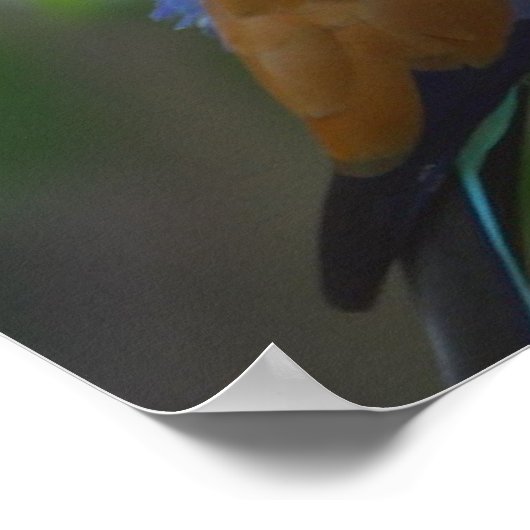 Bleu Raquet à queue Roller poster Oiseau DE 14.95 (Coin)