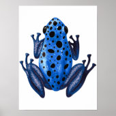 Bleu tacheté grenouille Impression numérique | Imp (Devant)