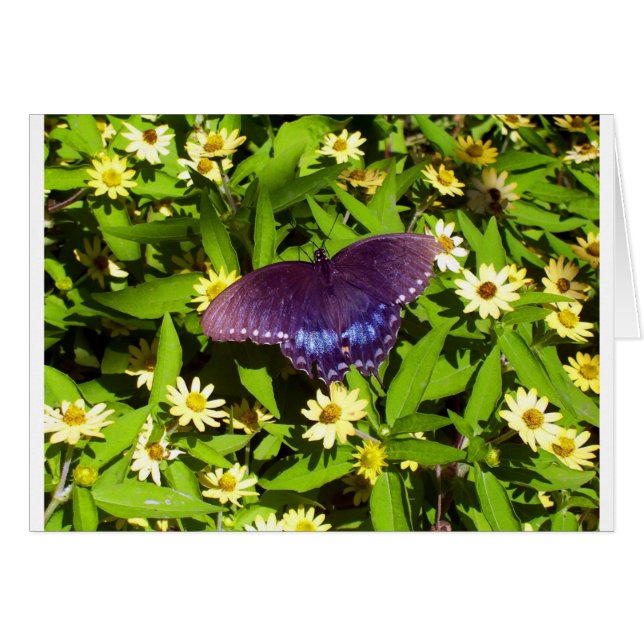 Bleu Violet Iridescent avec Ailes de Papillon Noir (Devant horizontal)