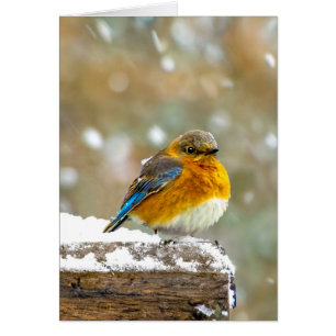 Bleuet de l'Est en neige - Photo originale