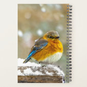 Bleuet de l'Est en neige - Photo originale (Dos)