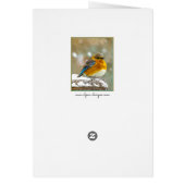 Bleuet de l'Est en neige - Photo originale (Dos)