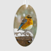 Bleuet de l'Est en neige - Photo originale (devant)
