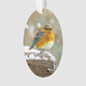 Bleuet de l'Est en neige - Photo originale (devant)