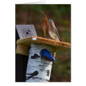 Bleuet de nidification doux (Devant)