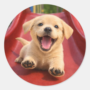 Blij gele Labrador-puppy die van een glijbaan glij Ronde Sticker