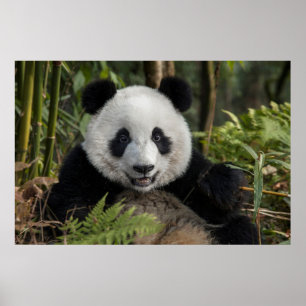 Blij jonge panda, China Poster