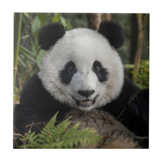 Blij jonge panda, China Tegeltje (Voorkant)