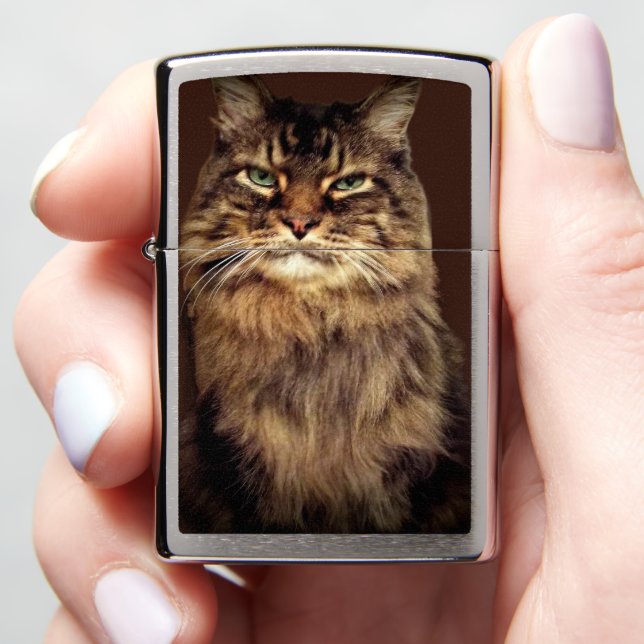 Blij Kat Bruine Lapjeskat Grappig  (In Hand)