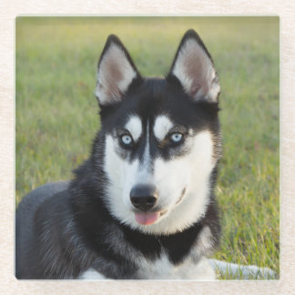 Blij speelse Siberische Husky pup Glazen Onderzetter