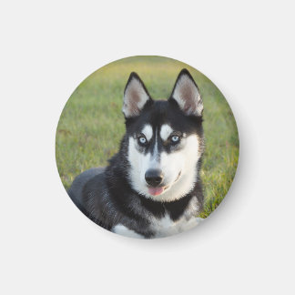 Blij speelse Siberische Husky pup Magneet