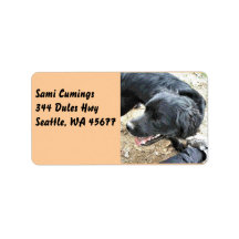 Blij zwarte Cocker Spaniel