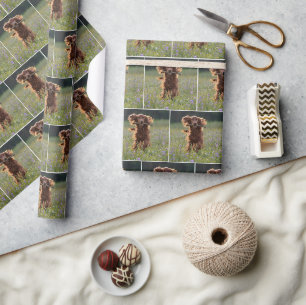 Blijde Ierse Setter Rent Met een Stok Cadeaupapier