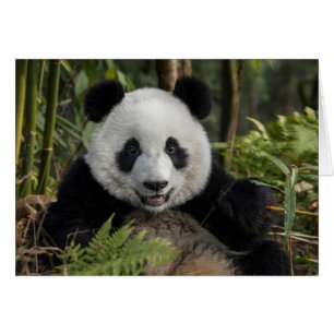 Blijde jonge panda, China