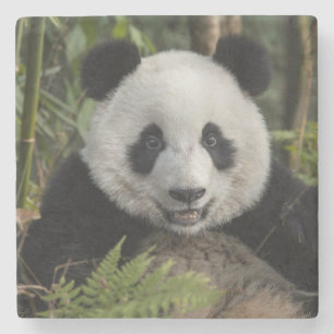 Blijde jonge panda, China Stenen Onderzetter