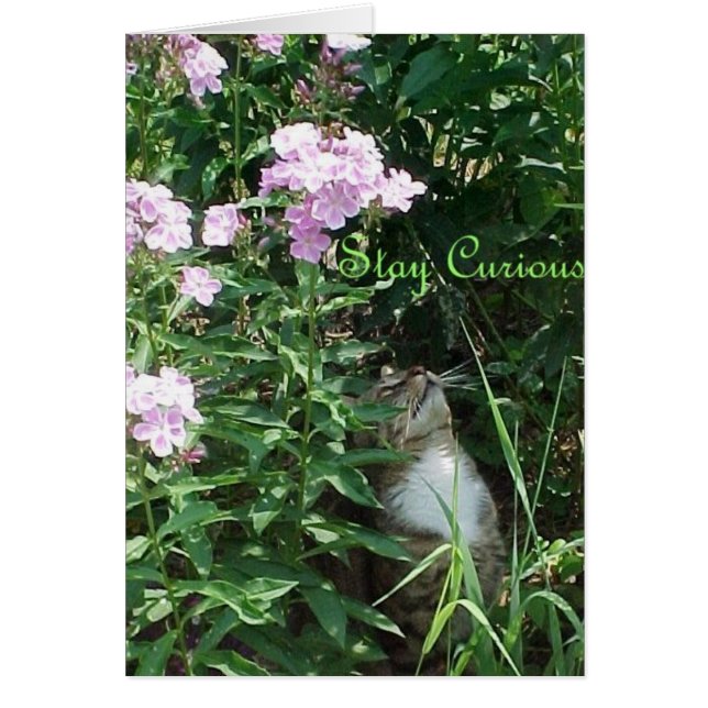 Blijf nieuwsgierig (Voorkant)