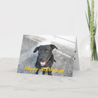 Blijke zwarte Labrador Kaart