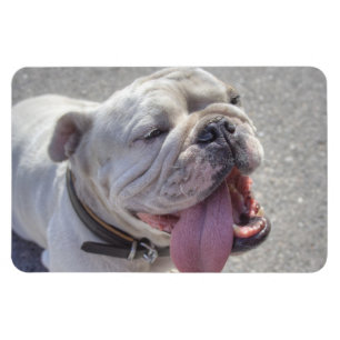 Blijle witte Bulldog Magneet
