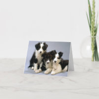 Blinde briefkaart voor Collie Puppy Dog