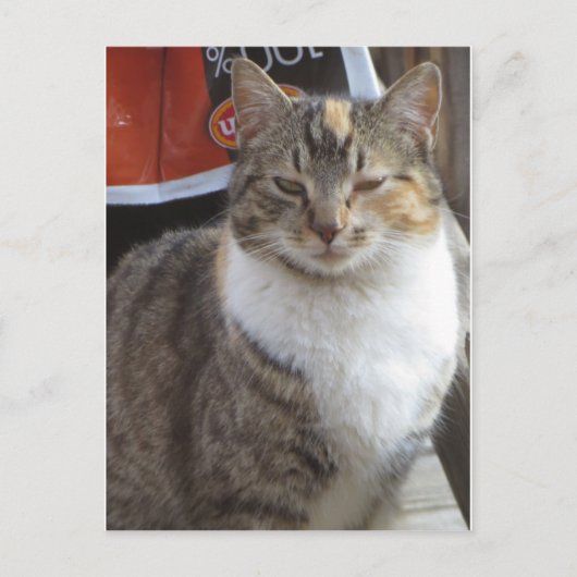 Blinderkat Briefkaart (Voorkant)