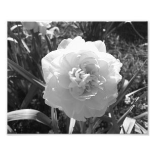 Blissful Black and White Daffodil Foto Afdruk