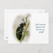 Blisterverpakking - Meloidae Briefkaart (Voorkant / Achterkant)