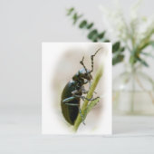 Blisterverpakking - Meloidae Briefkaart (Staand voorkant)