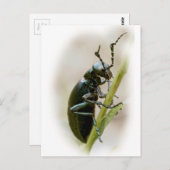 Blisterverpakking - Meloidae Briefkaart (Voorkant / Achterkant)