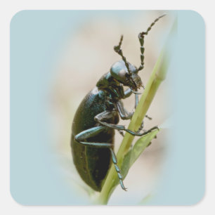Blisterverpakking - Meloidae Vierkante Sticker