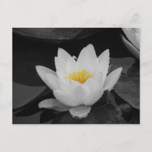 Blk & Whit Water lily Briefkaart