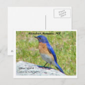 Bllue Bird, Adirondack Mountains, NY Briefkaart (Voorkant / Achterkant)