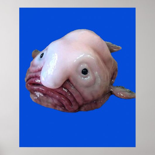Blob Fish Poster (Voorkant)
