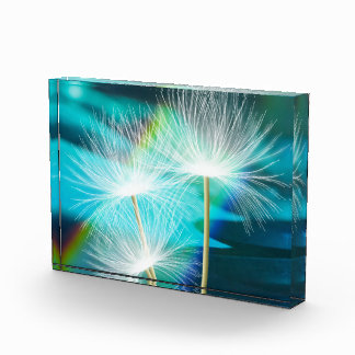 Bloc de photo vibrant de fleur de souhait
