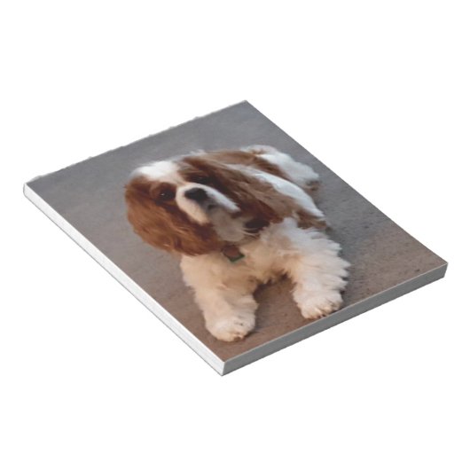 Bloc-note Adorable Cavalier King Charles Spaniel (Incliné)