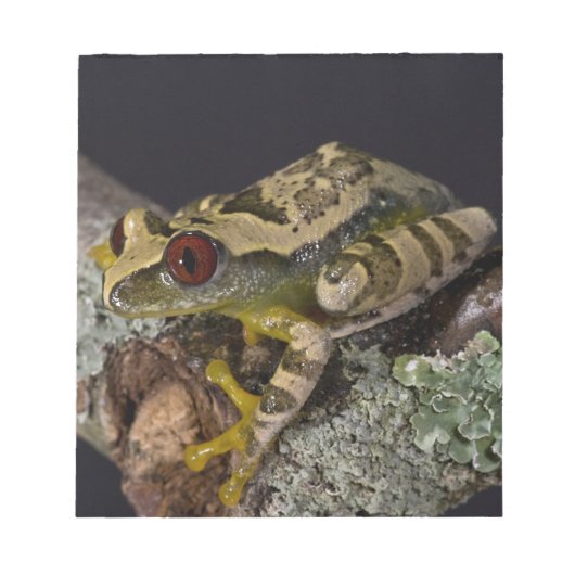 Bloc-note African Red Eye Treefrog, Leptopelis (Devant)
