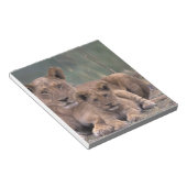 Bloc-note Afrique, Botswana, delta de l'Okavango. Lions (Incliné)