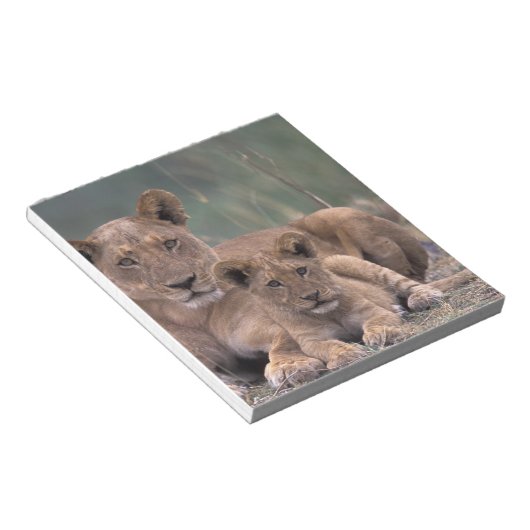 Bloc-note Afrique, Botswana, delta de l'Okavango. Lions (Incliné)