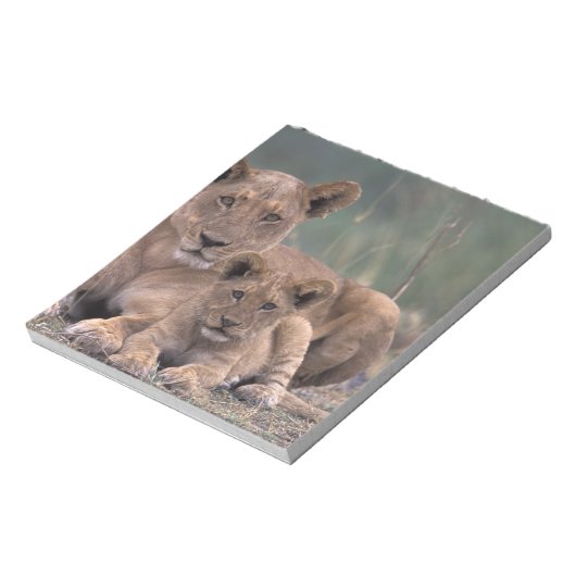 Bloc-note Afrique, Botswana, delta de l'Okavango. Lions (Tourné)