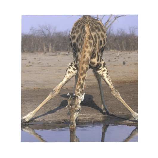 Bloc-note Afrique, Botswana, Parc national de Chobe, Girafe (Devant)