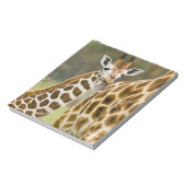 Bloc-note Afrique. Kenya. Girafe de Rothschild bébé (Tourné)
