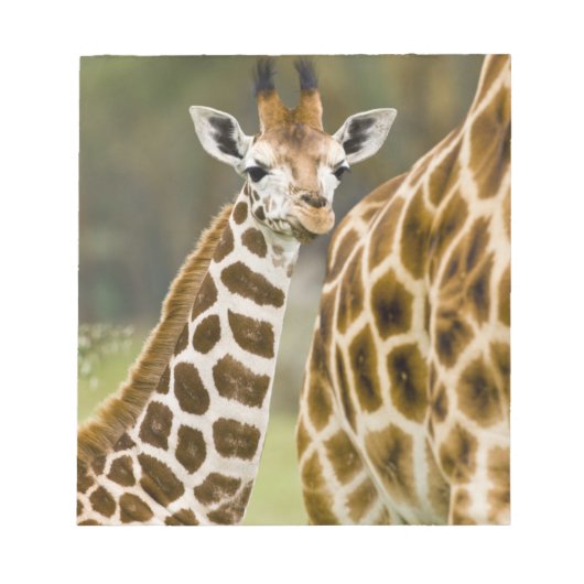 Bloc-note Afrique. Kenya. Girafe de Rothschild bébé (Devant)