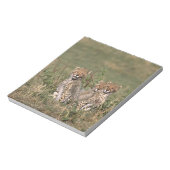 Bloc-note Afrique; Kenya; Masai Mara; Trois guépards (Tourné)