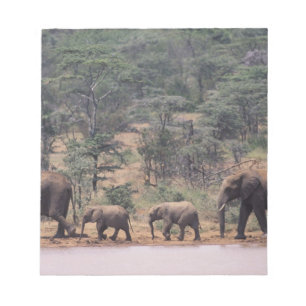 Bloc-note Afrique, Kenya, Nanyuki, Mpala. Africain