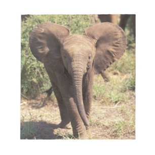 Bloc-note Afrique, Kenya, Parc national d'Amboseli. Africain